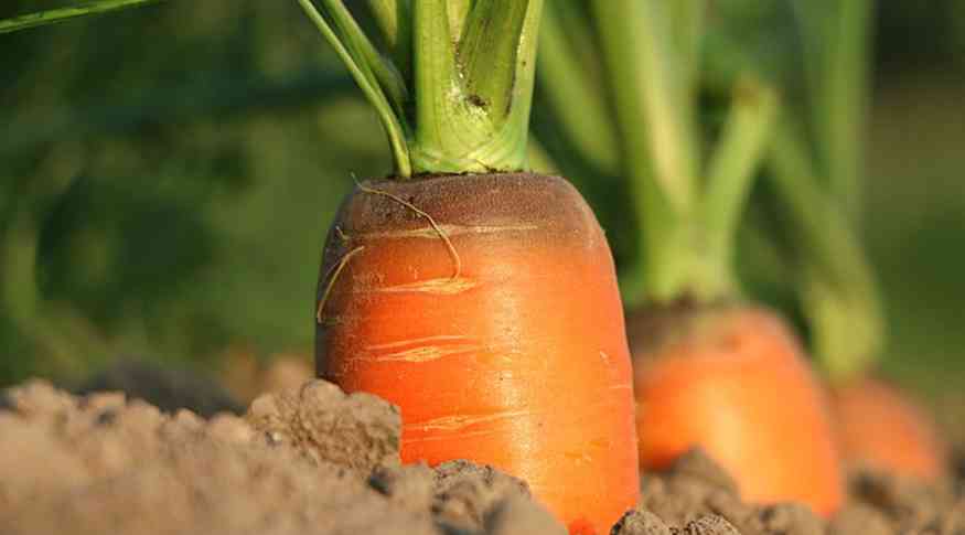 Carrot 1565597 640